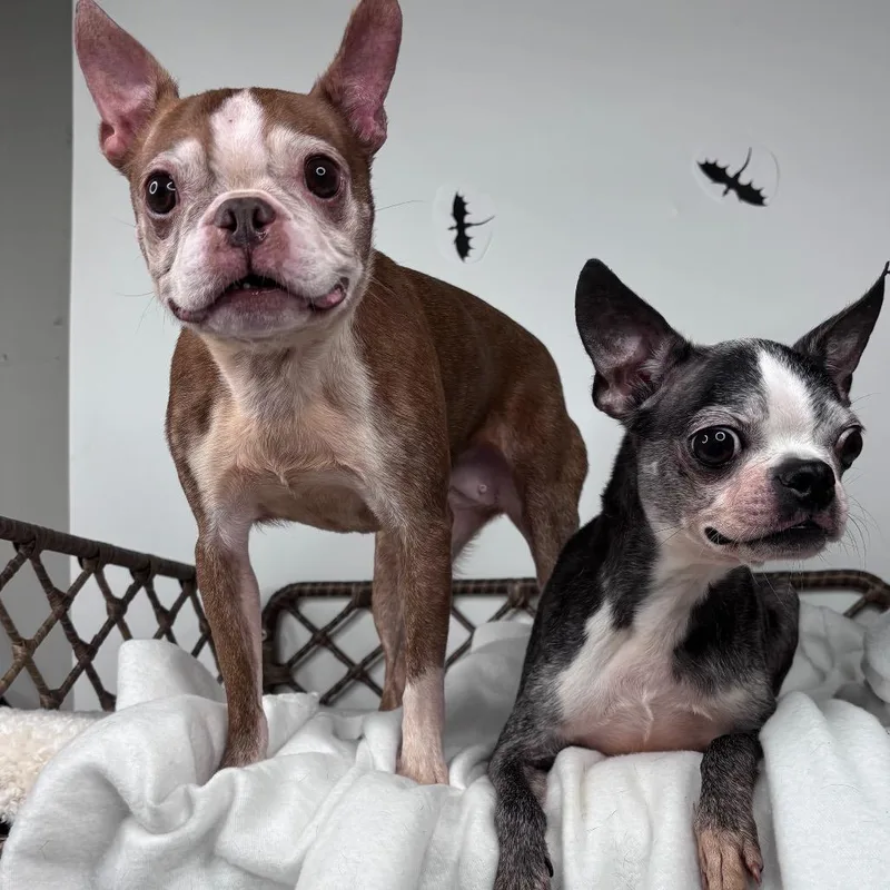 A senior small-sized female Black Boston Terrier dog named Onyx Storm for adoption in Fort Wayne, IN