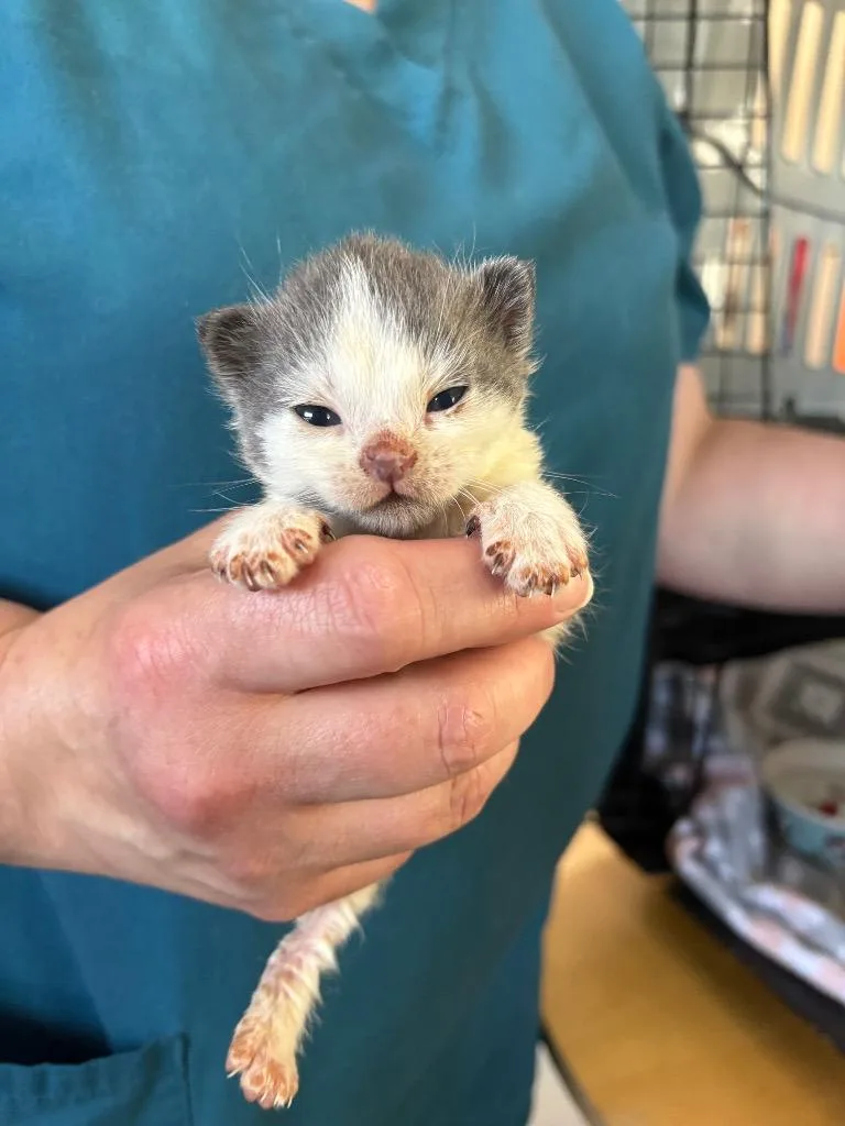 A baby small-sized male Domestic Short Hair cat named Ash for adoption in Ewing, NJ