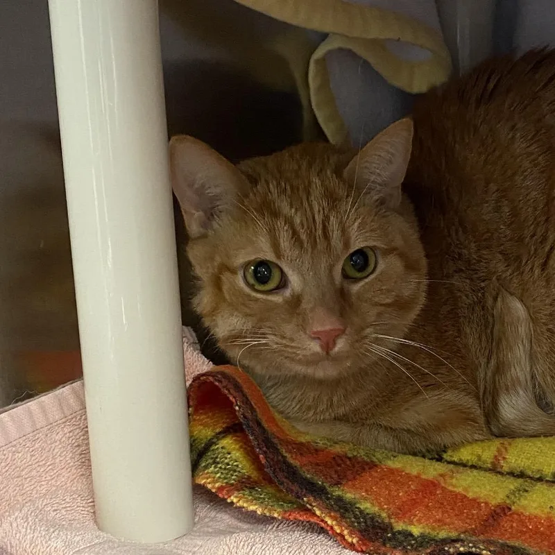 An adult large-sized male Orange / Red Domestic Short Hair cat named Milo for adoption in Grand Rapids, MI