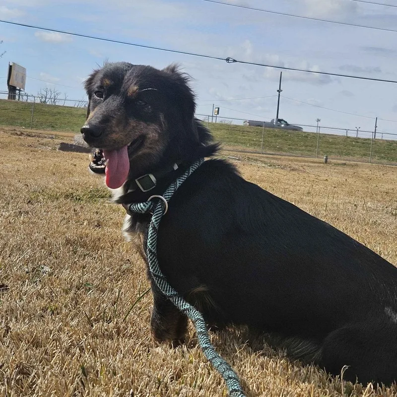 An adult small-sized female Brown / Chocolate Dachshund dog named Harley Dee for adoption in Beaumont, TX