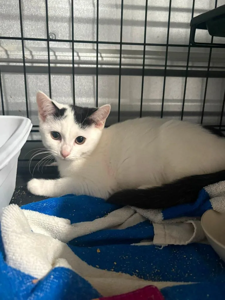 A baby medium-sized female Domestic Short Hair cat named Catalina for adoption in Russellville, KY