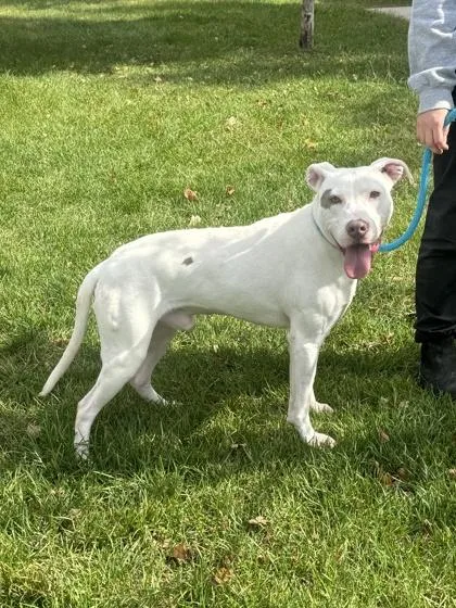 Goosey Zeus thumbnail 2