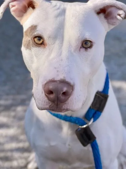 Goosey Zeus thumbnail 3