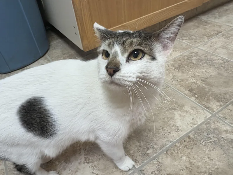 An adult medium-sized male White Domestic Short Hair cat named Luigi for adoption in Hays, KS