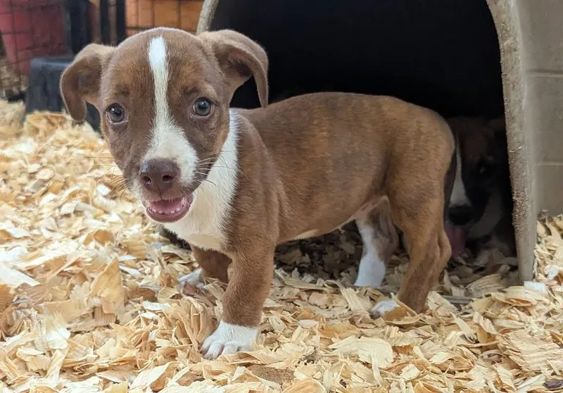 A baby medium-sized female Mixed Breed dog named Maisie for adoption in Fosters, AL