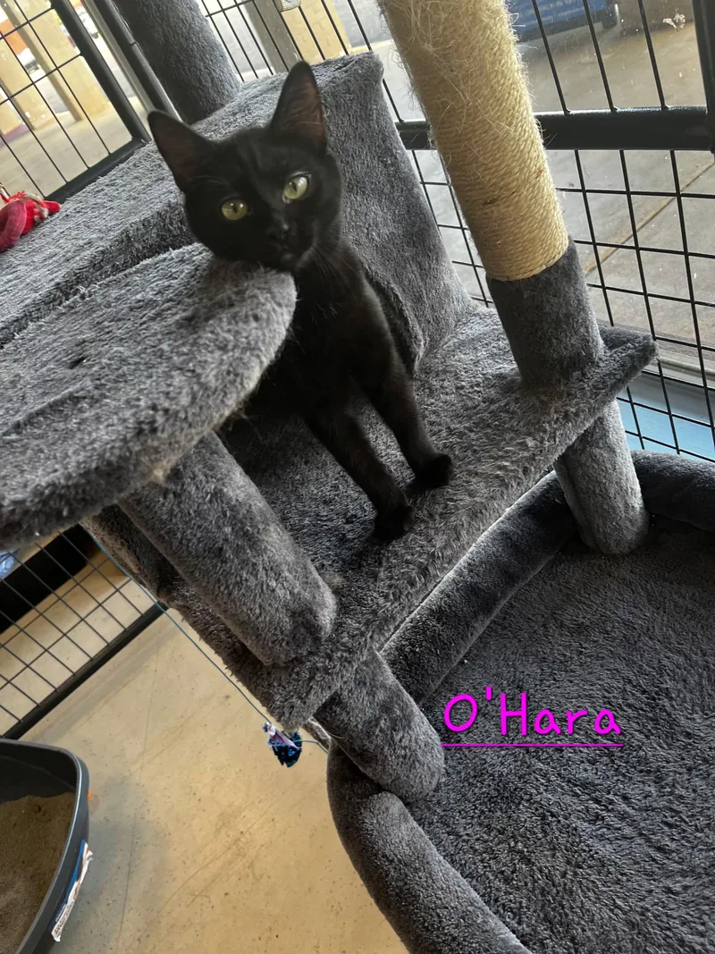 A baby small-sized female Black Domestic Short Hair cat named O'Hara for adoption in Shrewsbury, MA