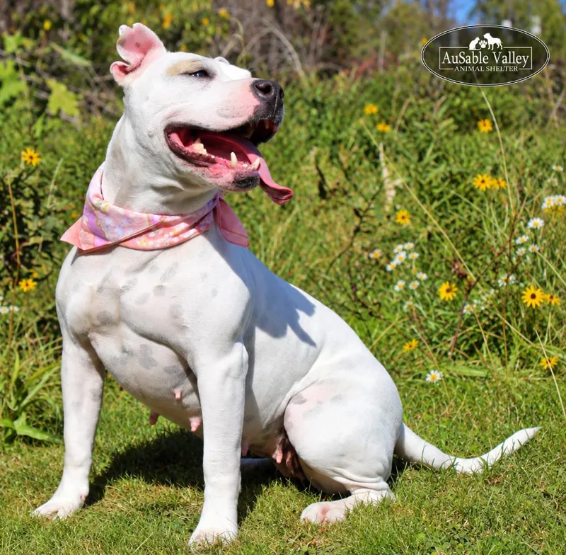 An adult medium-sized female White / Cream Mixed Breed dog named Peaches for adoption in Grayling, MI