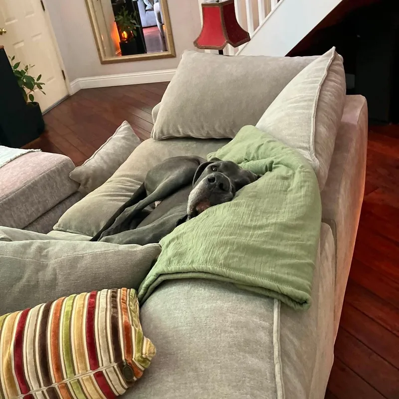 An adult extra large-sized male Gray / Blue / Silver Great Dane dog named Gus for adoption in Bullard, TX
