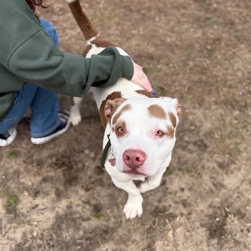 Big Cass thumbnail 3