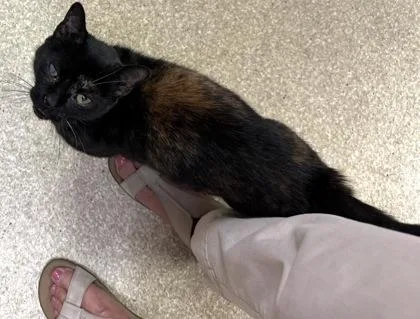 An adult medium-sized female Domestic Short Hair cat named Lucy $ for adoption in Seneca, SC