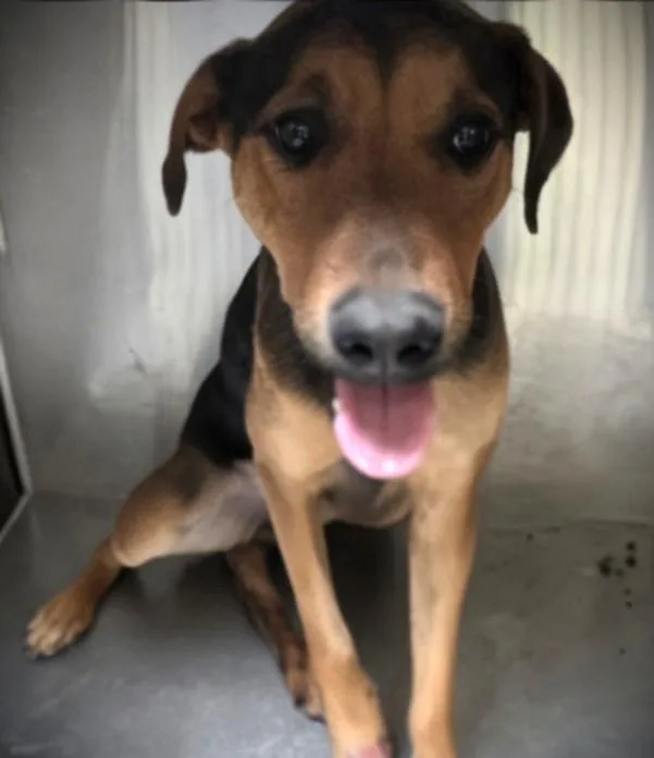 A young large-sized female Doberman Pinscher dog named Betty Boop for adoption in Los Angeles, CA