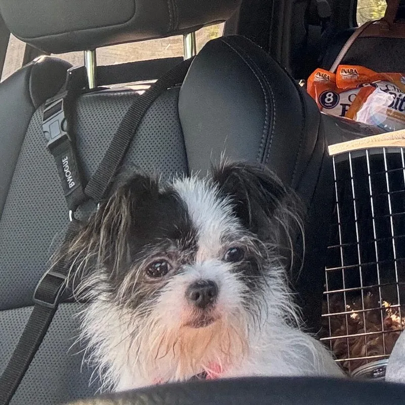 Georgia thumbnail 4