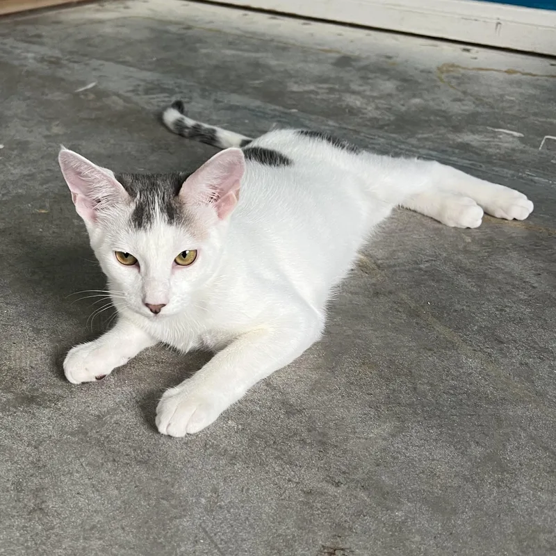 A baby large-sized male White Tabby cat named Coconut for adoption in Palm Desert, CA