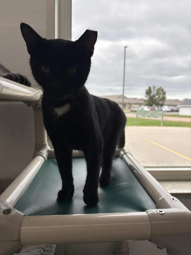 An adult medium-sized male Domestic Short Hair cat named Cola for adoption in Black River Falls, WI