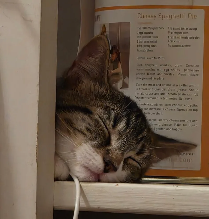 A baby small-sized male Domestic Short Hair cat named Stormy for adoption in Southbury, CT