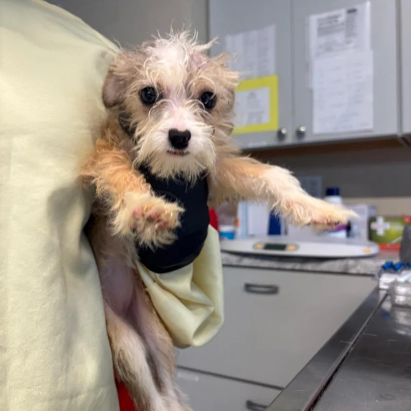 A baby small-sized female Yellow / Tan / Blond / Fawn Mixed Breed dog named Winnie for adoption in Huntington, WV