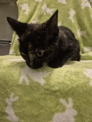 A young small-sized female Domestic Short Hair cat named Dipplin for adoption in Columbus, IN
