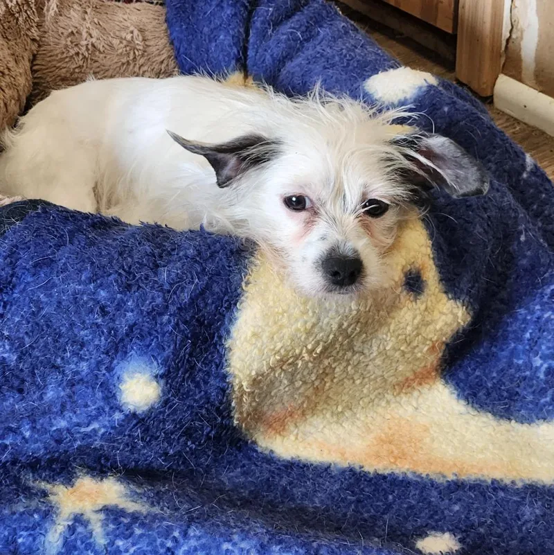 An adult small-sized female Chinese Crested Dog dog named Minnie for adoption in Walnutport, PA