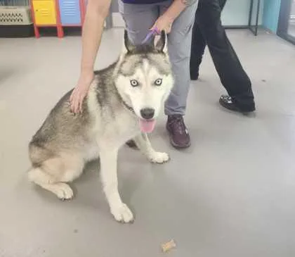 An adult large-sized female Siberian Husky dog named Willow for adoption in Spruce Pine, NC