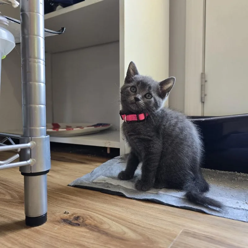 A baby small-sized female Domestic Short Hair cat named Meowzart for adoption in New Tazewell, TN