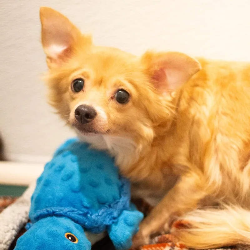 An adult small-sized female Chihuahua dog named Summer for adoption in Cumming, GA