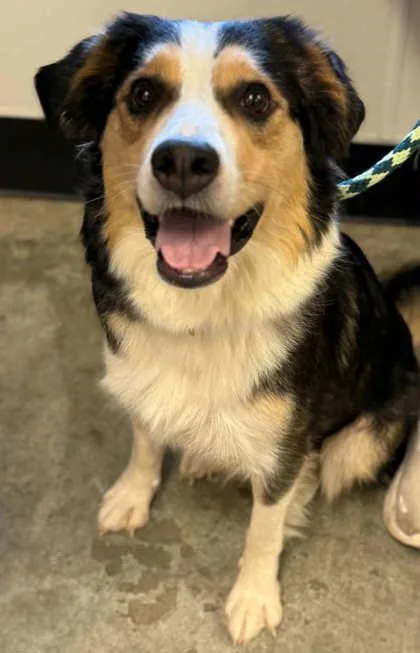 An adult large-sized female Australian Shepherd dog named Bernice for adoption in Bowling Green, KY