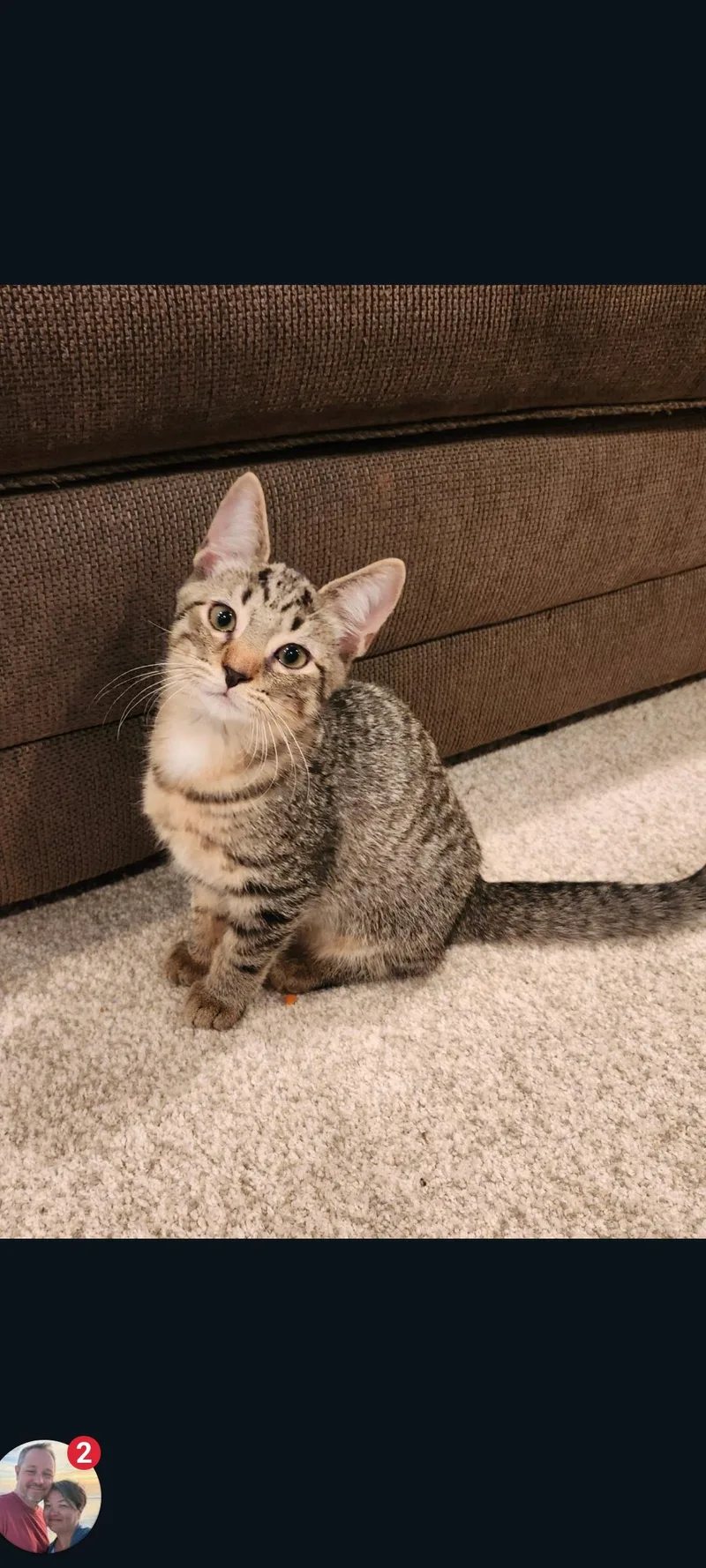 A baby medium-sized male Tabby (Gray / Blue / Silver) Domestic Short Hair cat named Churro for adoption in Lewis Center, OH
