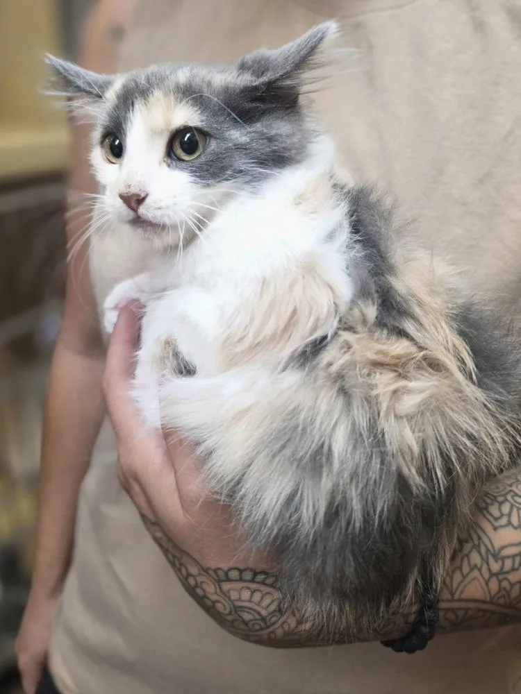 A baby small-sized female White Domestic Long Hair cat named Sutton WC for adoption in Metamora, IL