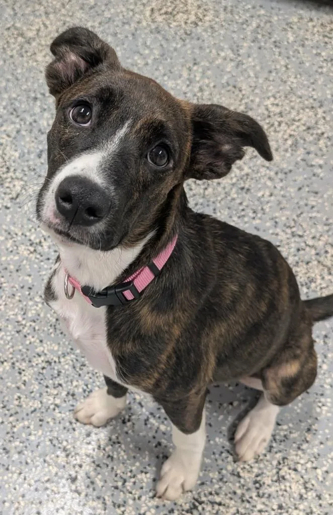 A baby medium-sized female Labrador Retriever dog named Crissy for adoption in Seven Points, TX