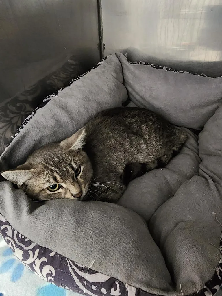 A baby medium-sized male Domestic Short Hair cat named Trent for adoption in Virginia, MN