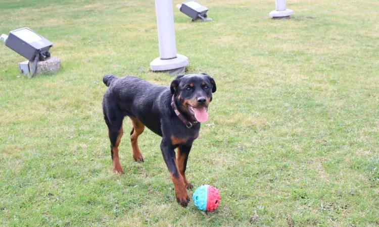 A young large-sized female Black Rottweiler dog named Stella for adoption in Cicero, IL