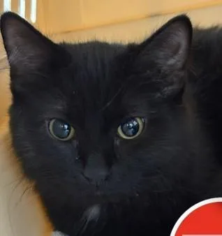 A young medium-sized female Domestic Medium Hair cat named Tres Leches for adoption in Lowell, MA