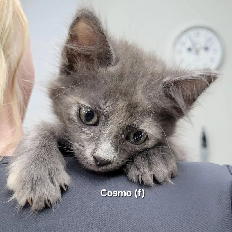 A baby medium-sized female Dilute Calico cat named Cosmo for adoption in Mazon, IL