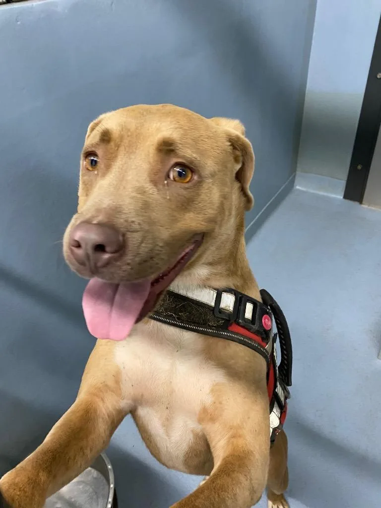 A young medium-sized male Mixed Breed dog named Rollo for adoption in Cartersville , GA