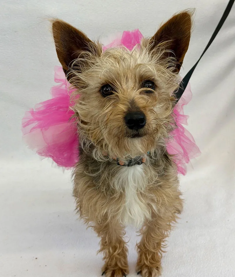 Whoopie Pie thumbnail 2