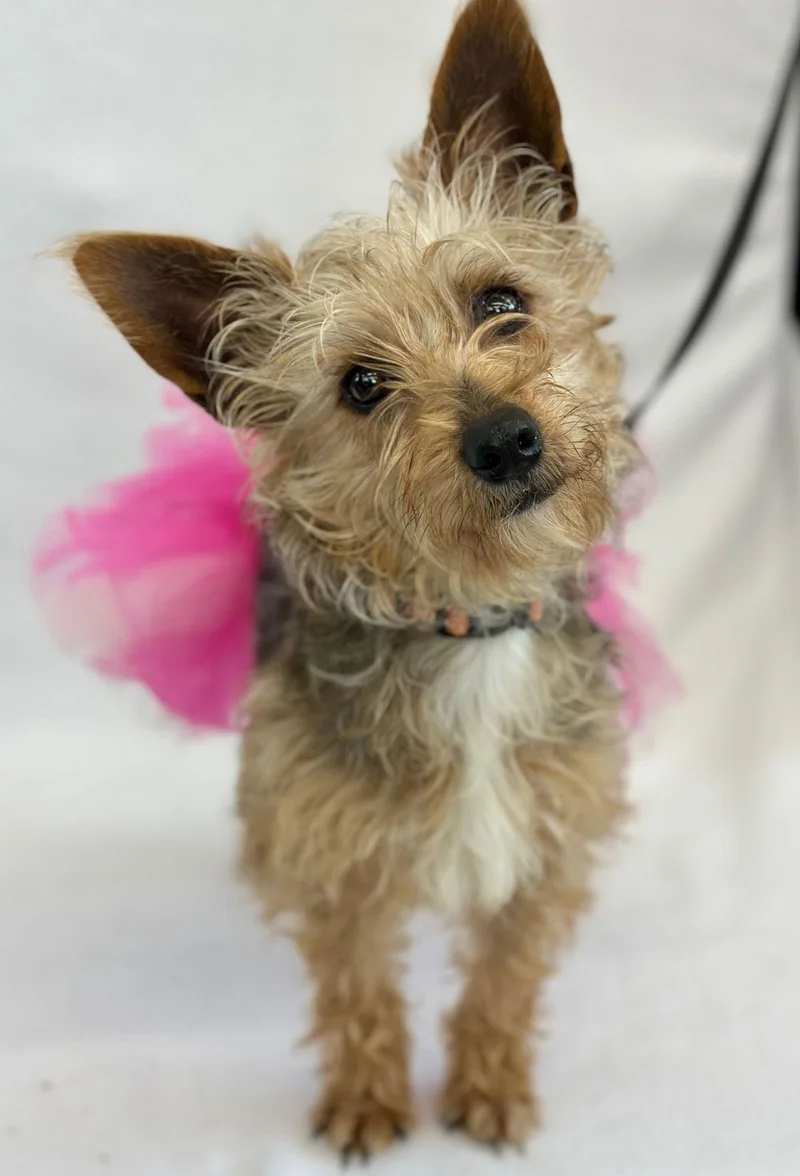 Whoopie Pie thumbnail 3