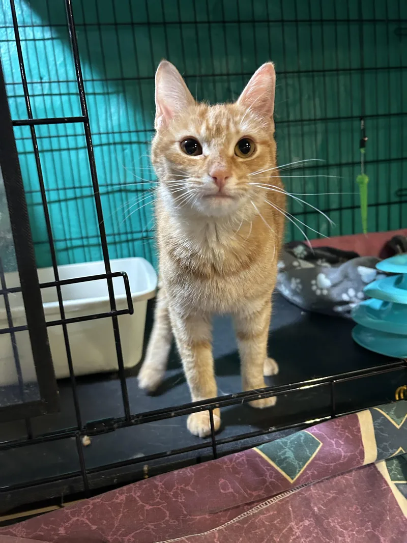 A baby medium-sized female Domestic Short Hair cat named Dana for adoption in Havertown, PA