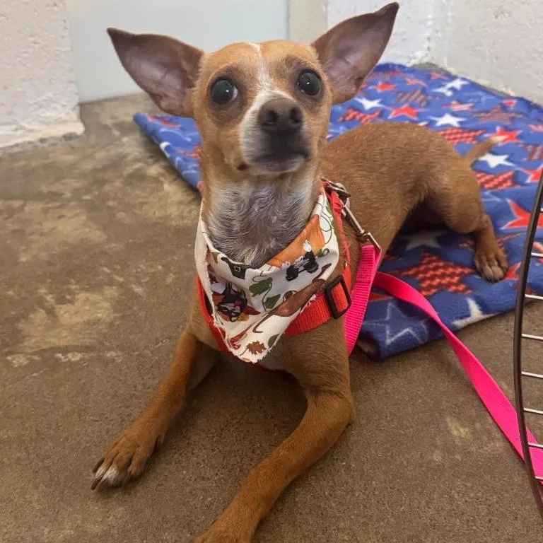 An adult small-sized male Chihuahua dog named Quesarito for adoption in Newberg, OR