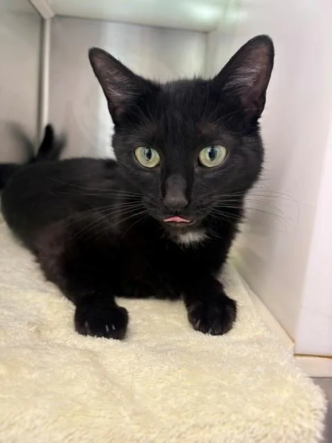 An adult medium-sized female Domestic Short Hair cat named Maeme for adoption in Brighton, CO