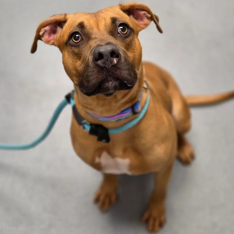 An adult medium-sized female Apricot / Beige Mixed Breed dog named Dulce for adoption in Sarasota, FL