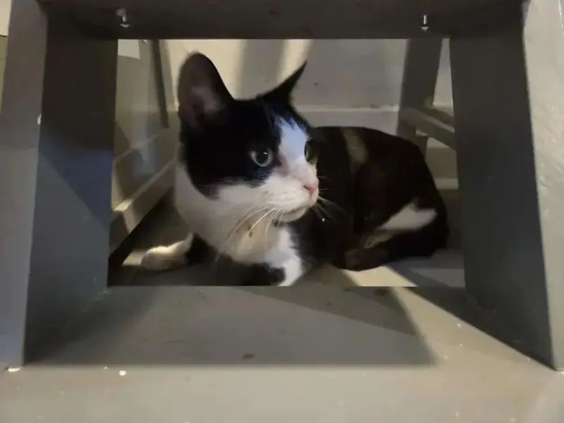 An adult medium-sized female Black & White / Tuxedo Domestic Short Hair cat named Zosime for adoption in Grand Rapids, MI