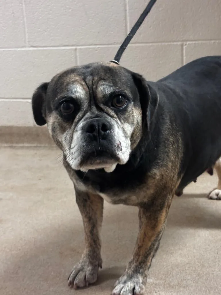 An adult medium-sized female English Bulldog dog named Emily for adoption in Lima, OH