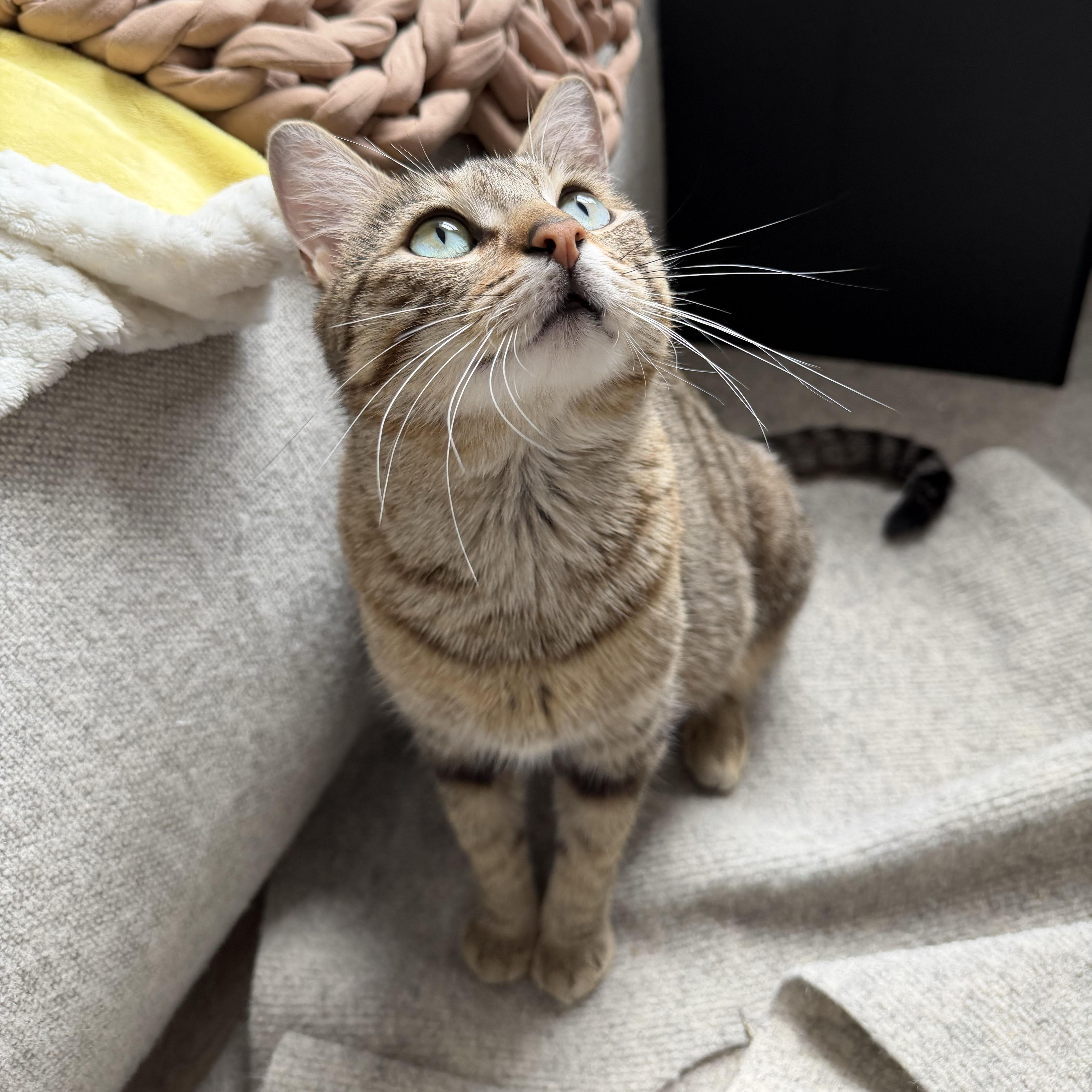 An adult medium-sized female Tabby (Brown / Chocolate) Domestic Short Hair cat named Fluff N Fold for adoption in BROOKLYN, NY