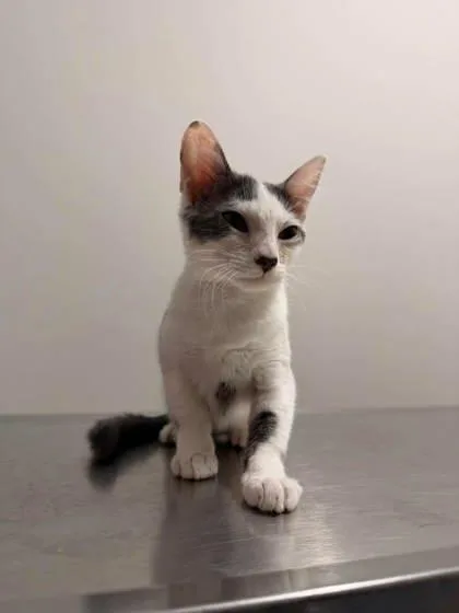 A baby small-sized female Gray & White Domestic Short Hair cat named Maria for adoption in Annapolis, MD