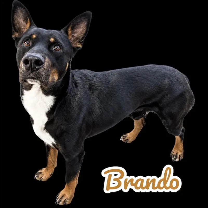 An adult medium-sized male Black German Shepherd Dog dog named Brando for adoption in Scottsdale, AZ
