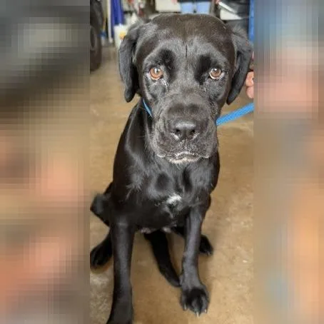 An adult medium-sized female Black Mixed Breed dog named Meg for adoption in Waukesha, WI