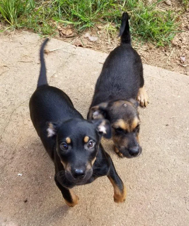 A baby medium-sized male German Shepherd Dog dog named Falcon for adoption in Greensboro, GA