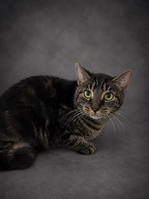 A young medium-sized male Domestic Short Hair cat named Marco for adoption in Winter Haven, FL