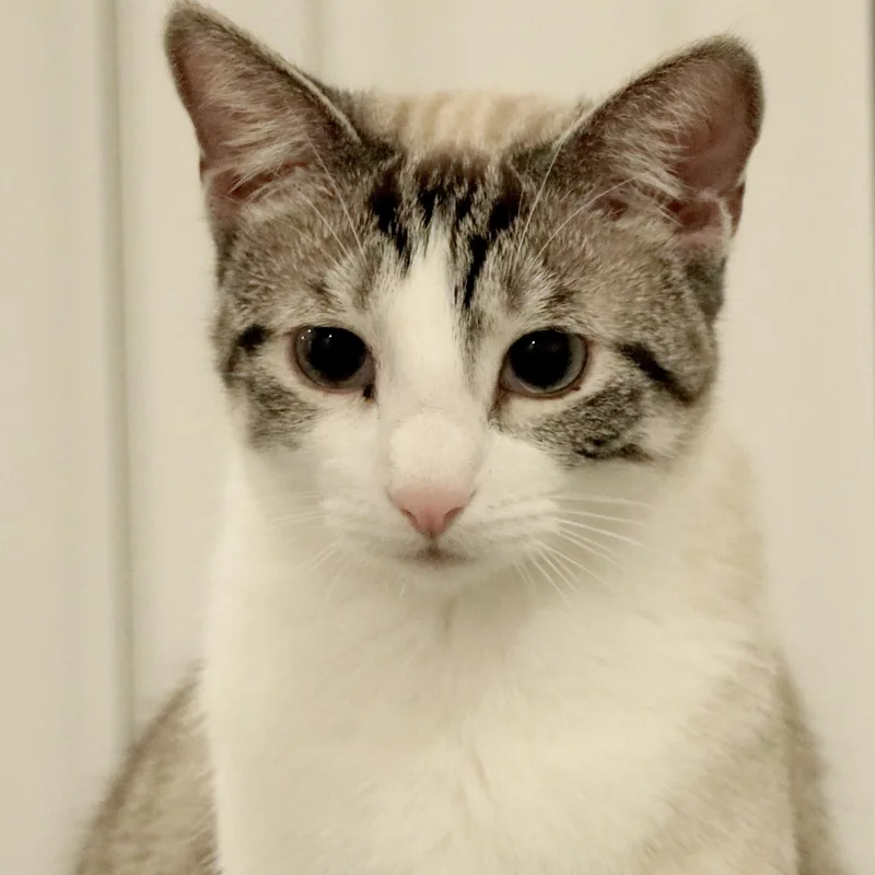 A young small-sized female Siamese cat named Marie for adoption in Santa Fe, NM