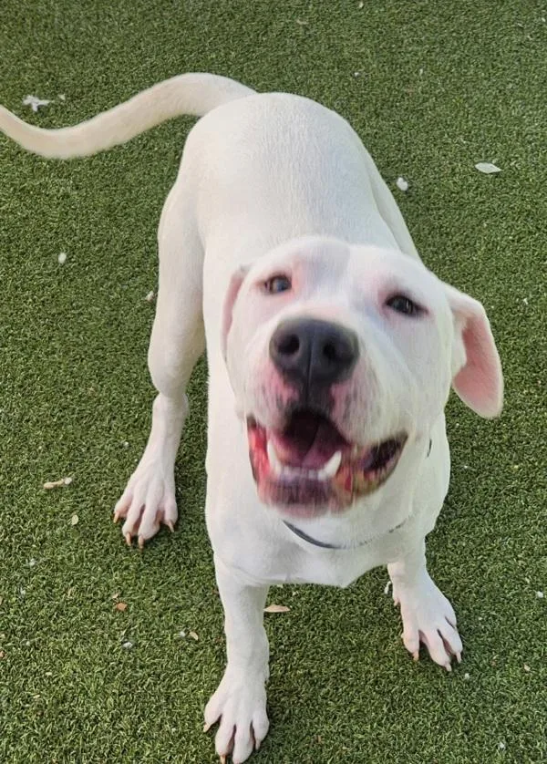 Mistletoe thumbnail 2